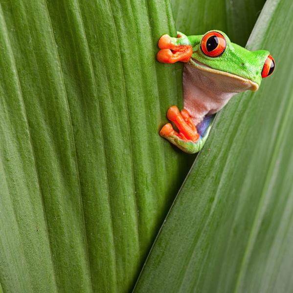 Wildlife-Rich Costa Rica | Zeta Tours